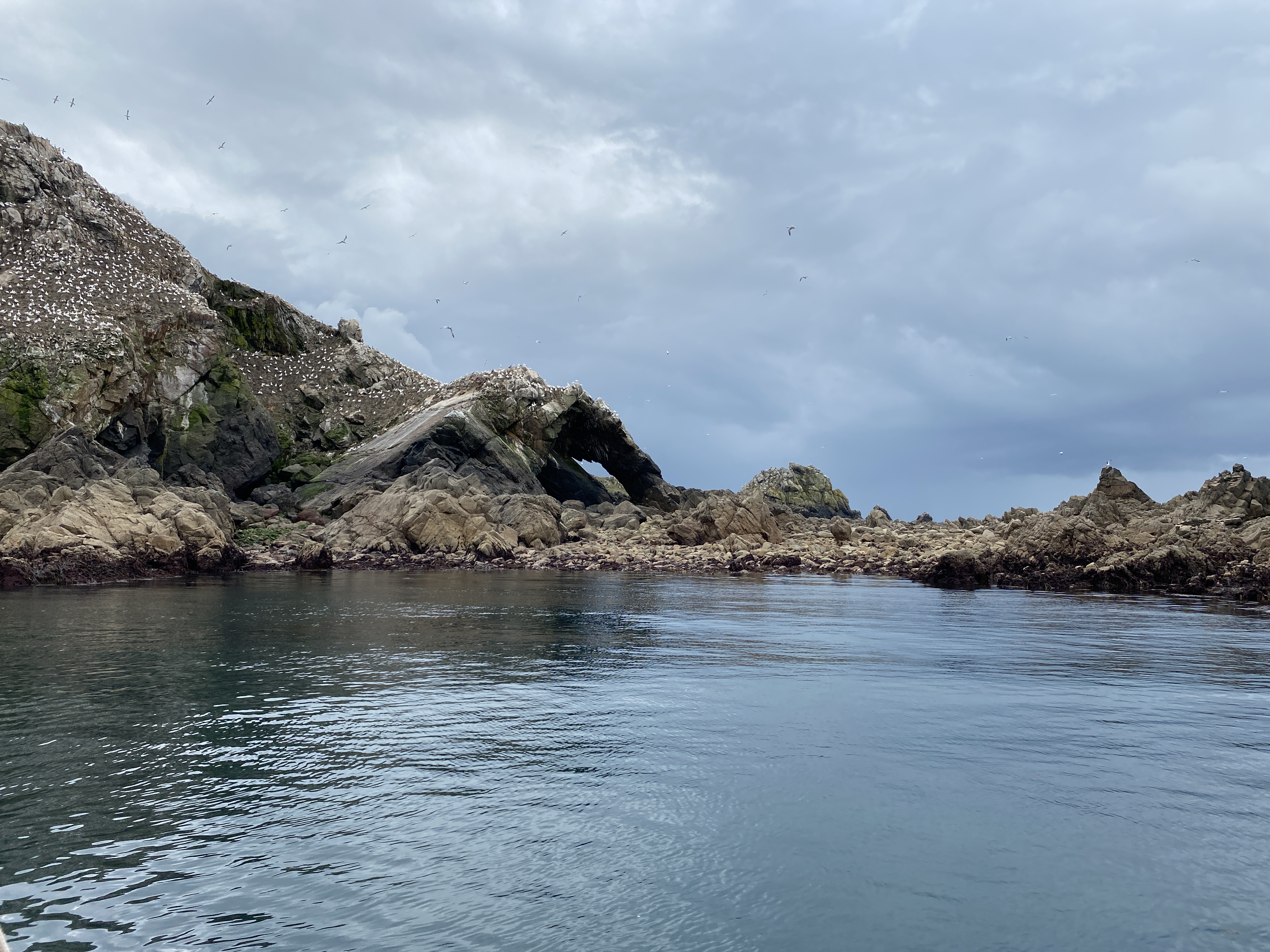 Vogelfelsen der Sept-Îles, Basstölpel-Kolonie, Felsbogen