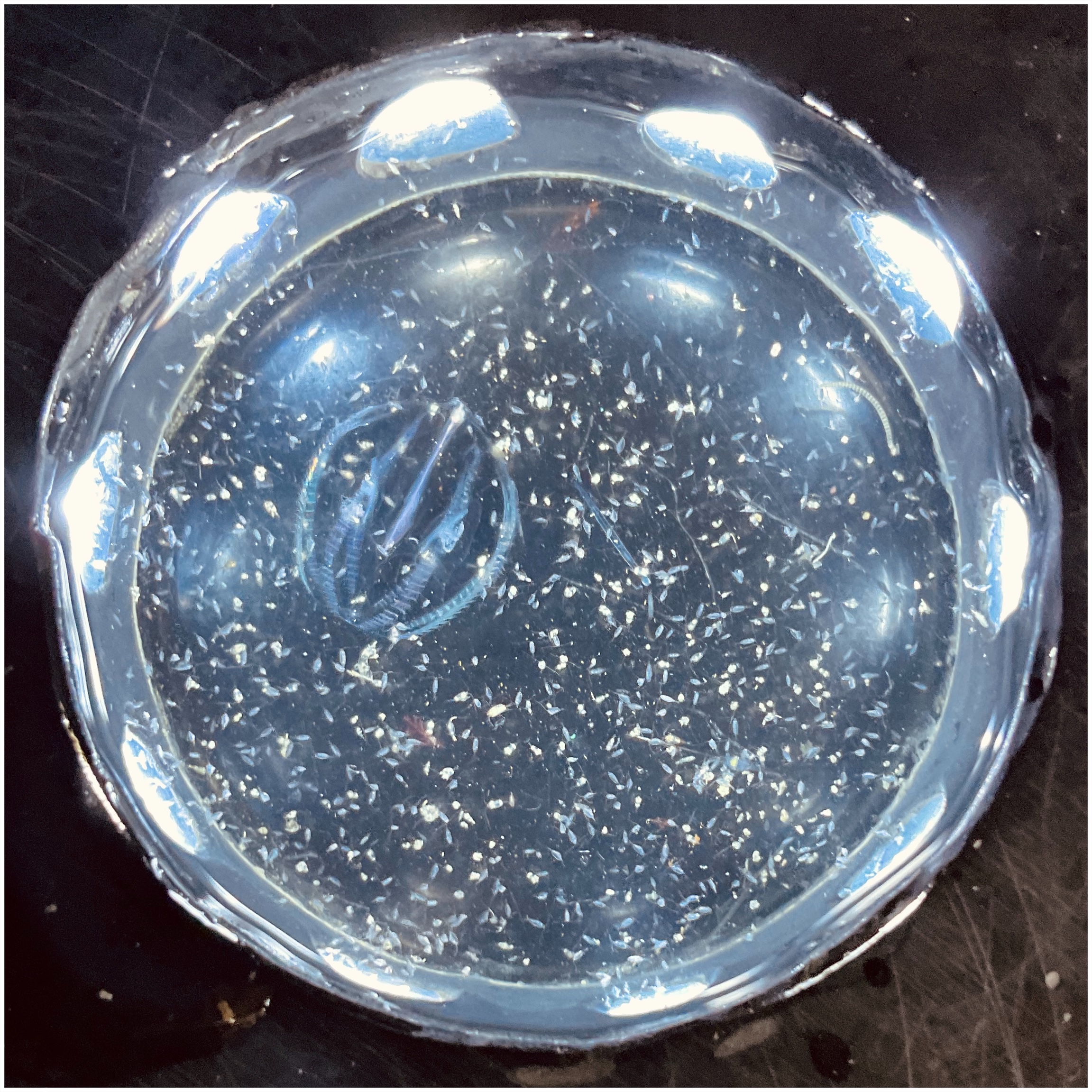 Glasgefäß mit Meerwasser, winzige Plankton-Organismen sichtbar