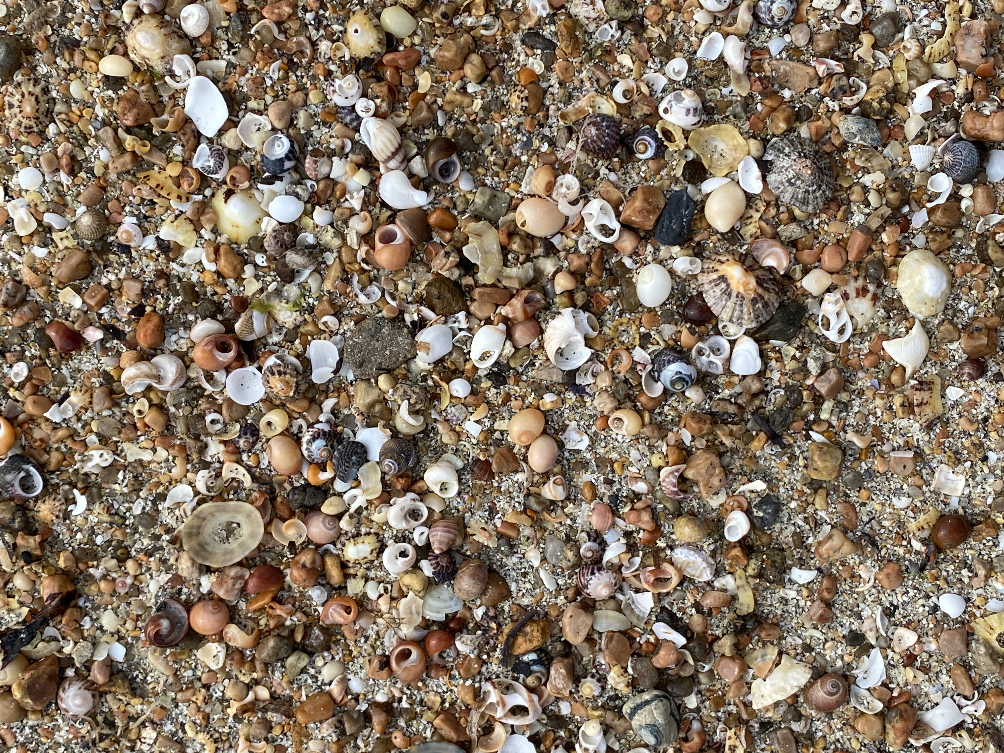 Nahaufnahme: Hunderte winzige Schneckenhäuser und Muschelschill im Sand
