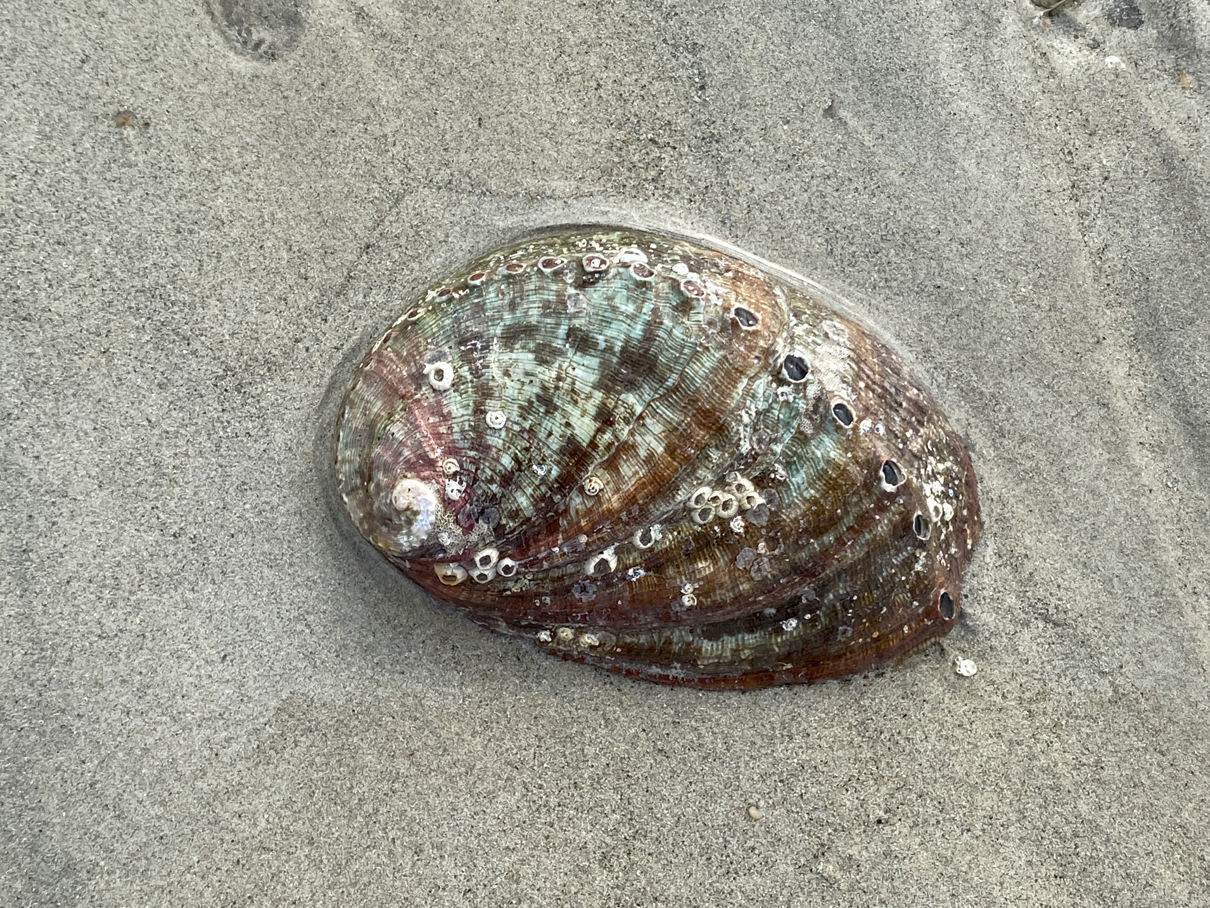 Abalone-Schale im nassen Sand, schimmerndes Perlmutt sichtbar